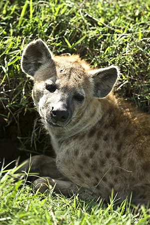 Hayena in the Masai Mara National Park